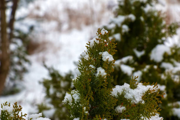Thuja in the snow. Thuja orientalis Aurea Nana in winter. Green thuja bushes covered with white snow. Thuja in the snow. Thuja orientalis Aurea Nana in winter. Green thuja bushes covered with white snow. thuja orientalis stock pictures, royalty-free photos & images