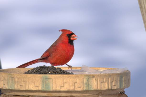istock Bright Red Male Northern Cardinal 1463232809
