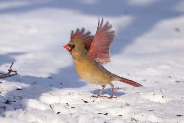 istock The first moment of Take Off. 1463232843