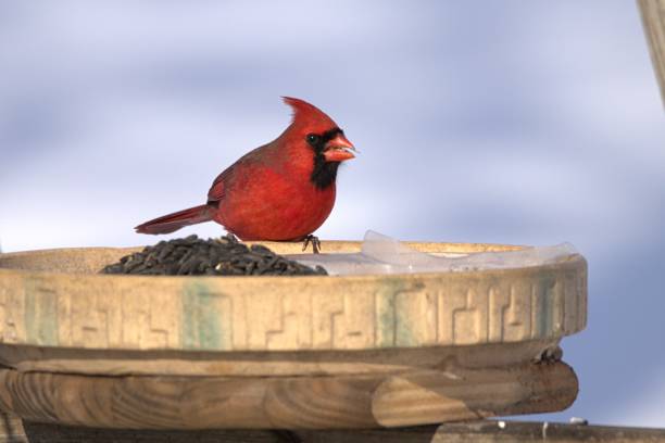istock Male Northern Cardinal on a feeder. 1463232847