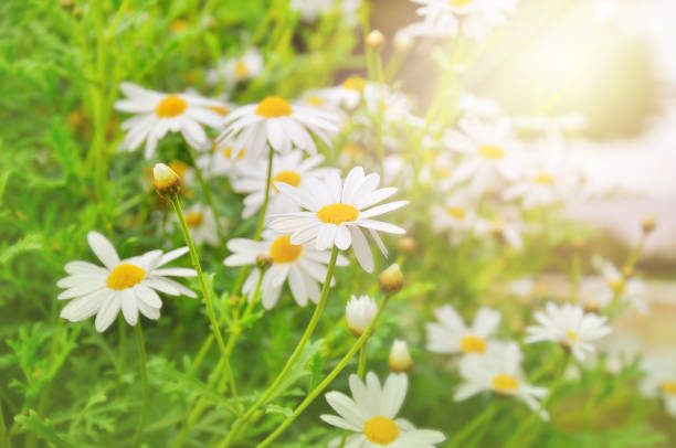 field of daisy flowers