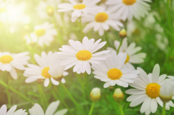 istock field of daisy flowers 1463240207