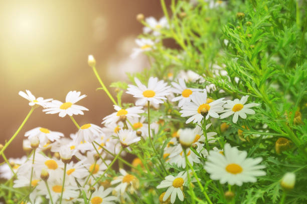 istock field of daisy flowers 1463240212