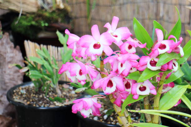 istock Dendrobium in full bloom in early summer 1463242743