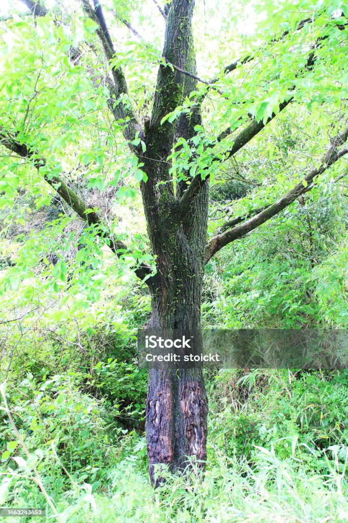 Tree Surrounded A Tree Surrounded By Plants Stock Photo - Download Image Now - Color ...