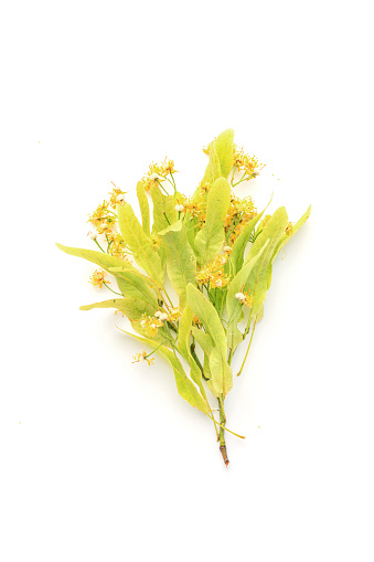 Dry linden flower on white background. Herbal treatment concept.