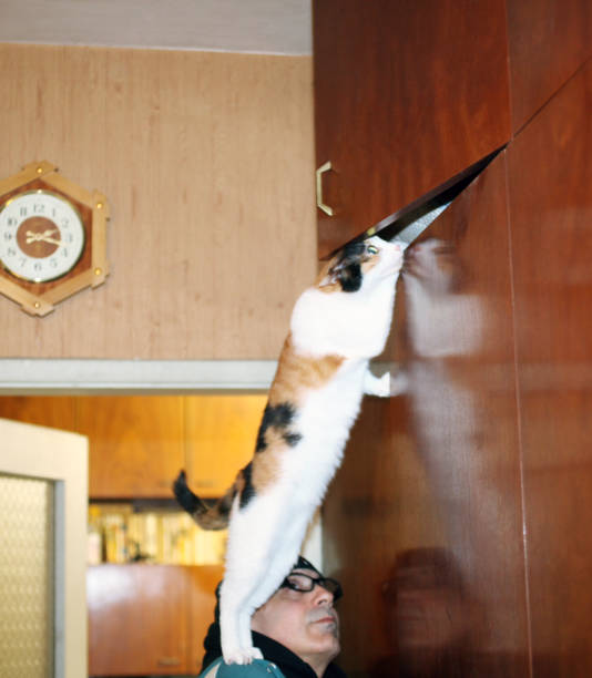 istock A Cat Jumps on the Wardrobe 1463250071