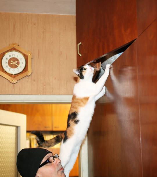 istock A Cat Jumps on the Wardrobe 1463252231