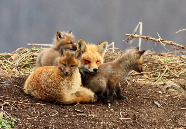 istock Mom rests with the kits 1463252984
