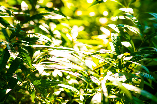 Green tree leaf background with morning light nature background