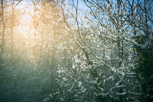 istock Frosty winter landscape with tree branches covered with hoarfrost 1463256704