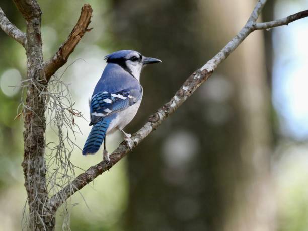istock Blue jay in my back yard in Florida 1463256909