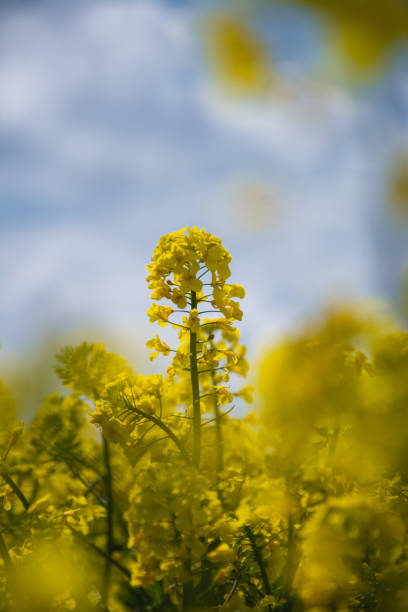 istock Rapeseed flower in field 1463261135