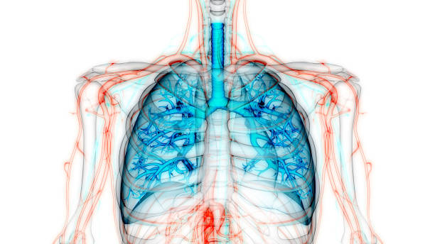anatomia humana dos pulmões do sistema respiratório - human lung tuberculosis bacterium emphysema human trachea - fotografias e filmes do acervo