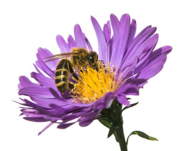 istock bee honeybee honey Apis Mellifera flower isolated 1463263175