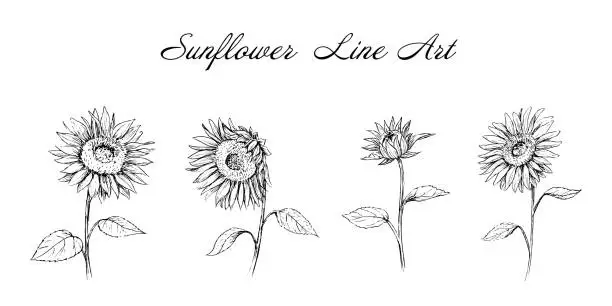 Vector illustration of Sunflower pen drawing set