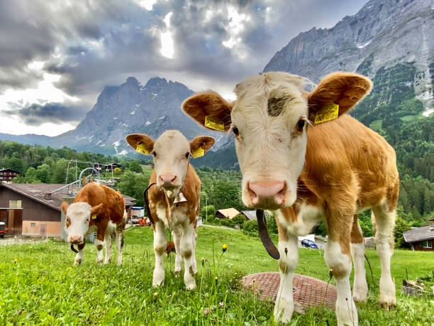 three curious calves graze in a fenced-in field in grindelwald, switzerland. - interlaken imagens e fotografias de stock