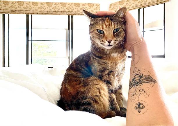 istock Patting Purring Cat in Bed 1463277442