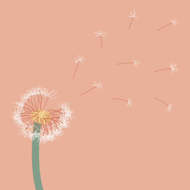 istock a sprig of dandelion with a soft boho color and the seeds are blown by the wind 1463279941