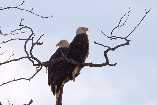 A Majestic Pair of Bald Eagles (Haliaeetus Leucocephalus) watching for a chance to feed.