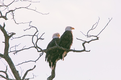 A pair of Bald Eagles (Haliaeetus Leucocephalus) setting in a high tree enjoying a sunny winter day