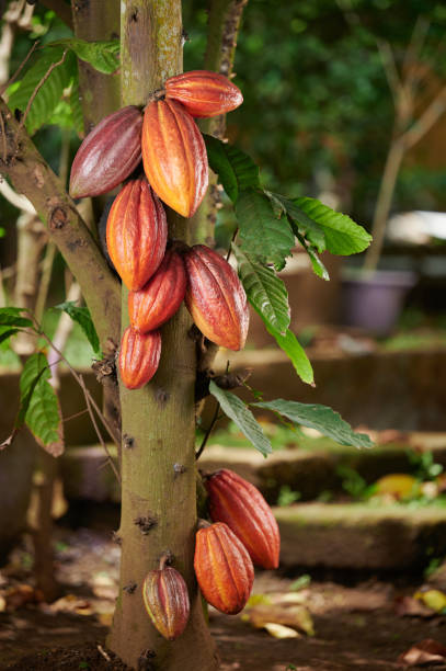 istock Yellow cacao pods on tree 1463283171
