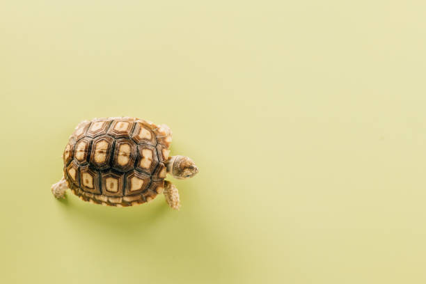 istock African spurred Sulcata tortoise walking 1463289026