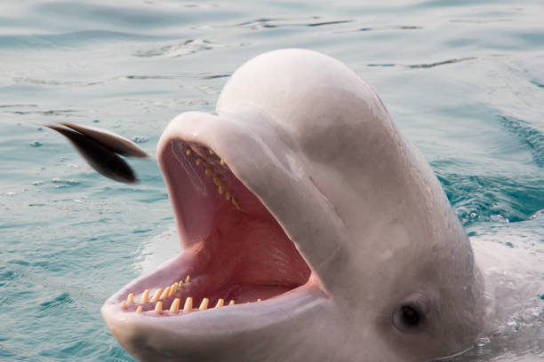 ballenas beluga comiendo alimentos - beluga whale fotografías e imágenes de stock