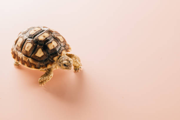istock African spurred Sulcata tortoise walking 1463289092