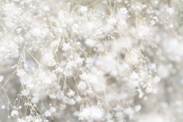 istock Close-up hazelnut photo. Processing of light. 1463292608
