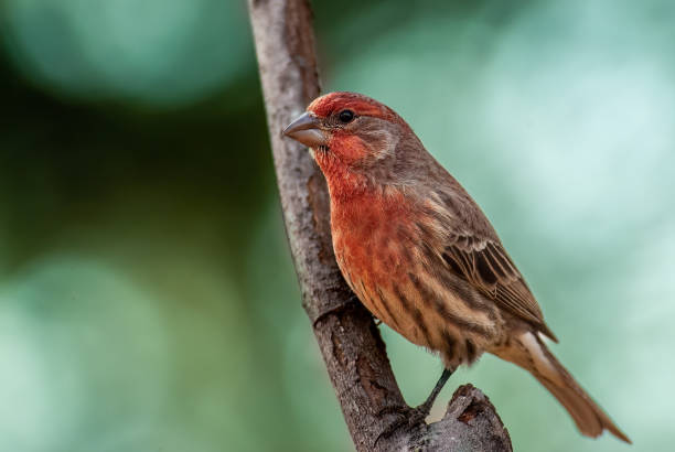 istock Male House Finch 1463292614