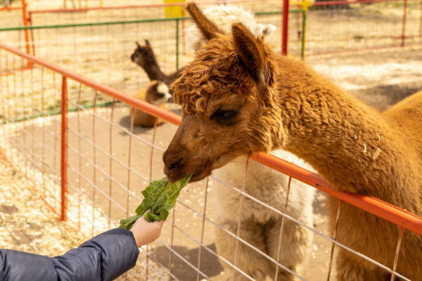 little girl feeding lamas on a farm - zoo child llama animal imagens e fotografias de stock