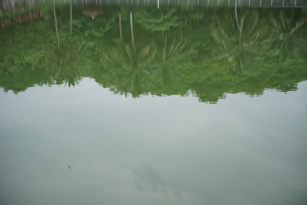 istock Shadows of trees on a lake or river 1463293006