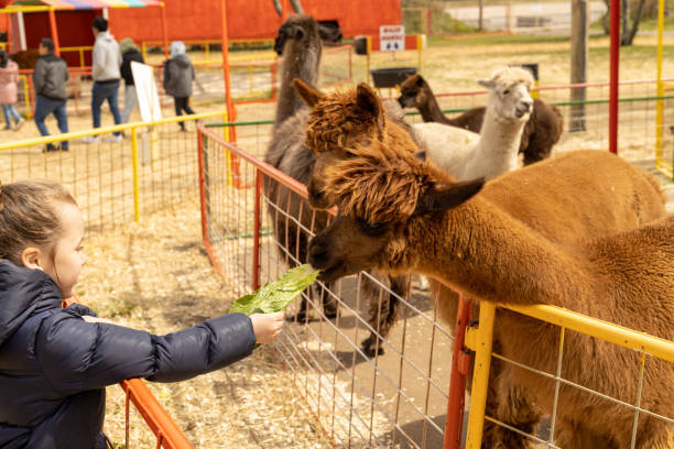 little girl feeding lamas - zoo child llama animal imagens e fotografias de stock