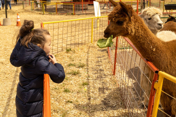 little girl feeding lamas - zoo child llama animal imagens e fotografias de stock