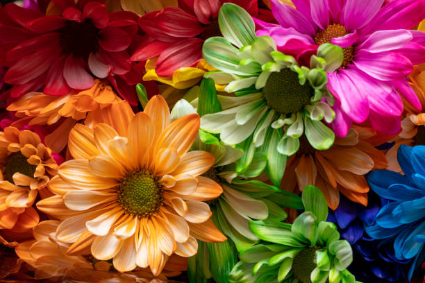 istock Colorful chrysanthemum flowers 1463294095