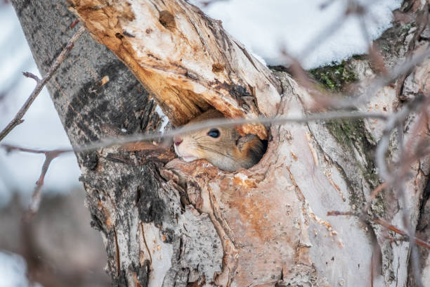 istock The squirrel sticks its head out of a hole in tree 1463294317