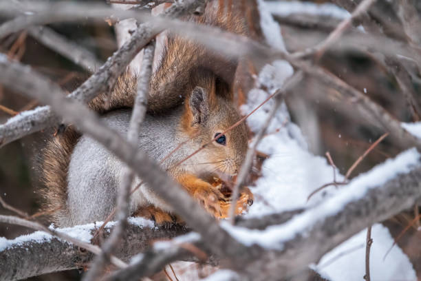 istock The squirrel with nut sits on tree in the winter or late autumn. 1463294397