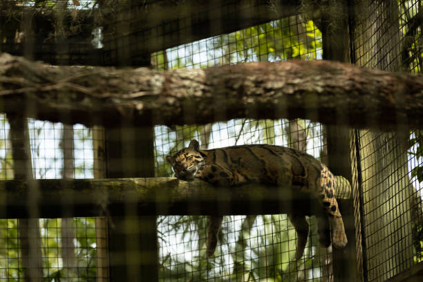 istock leopard sleeps on a branch in a cage at the zoo 1463294817
