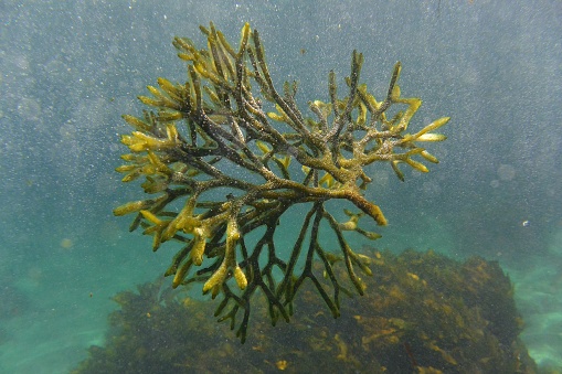 Floating sea weed (Codium Fragile)