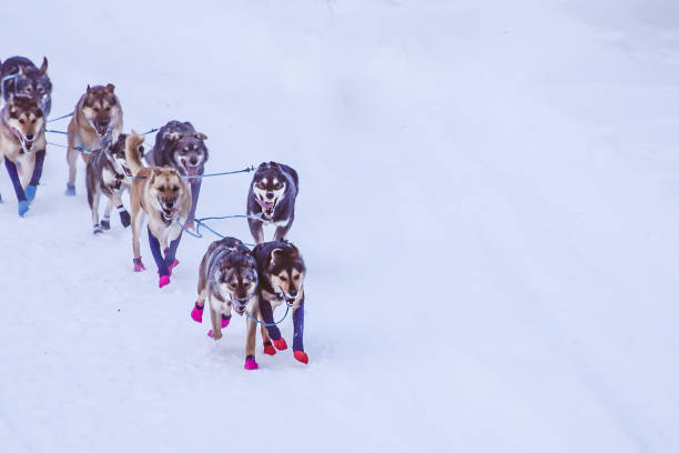 istock Dog Sledding in Alaska 1463297939