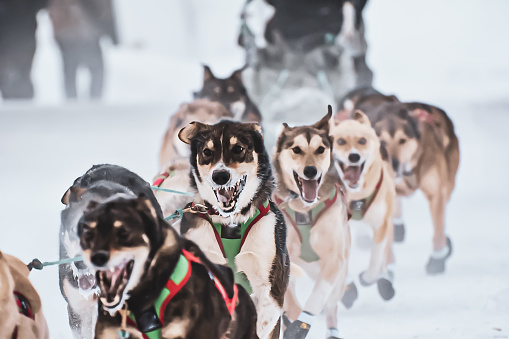 Glennallen, Alaska, USA, Dogs of The Sled - Copper Basin 300 - Alaska dogs are in full run as they make their way down the trail.  With a winning look of determination the dogs of the sled work in tandem as they race through the snow towards victory.