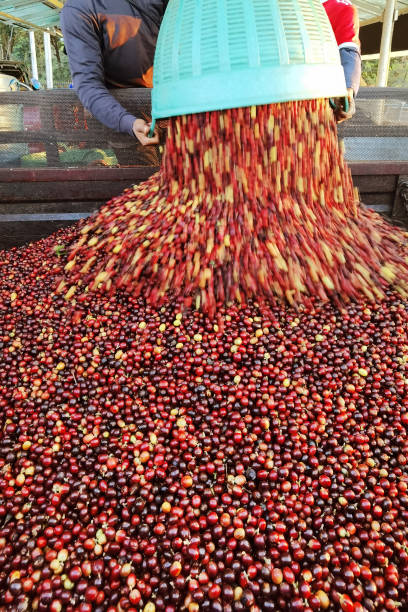 istock close up of fresh coffee beans 1463302554