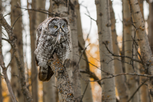 Great Grey Owl hunting for food and eating a mouse while perched in a tree wildlife background.