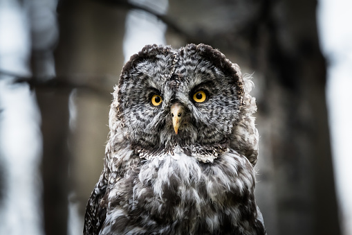 Great Grey Owl close up head and yellow eyes wildlife portrait background.
