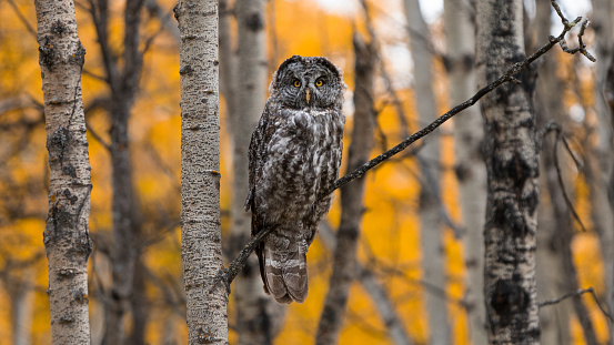 Great Grey Owl perched on a tree branch with autumn colors. Canadian wildlife photography fall forest background.