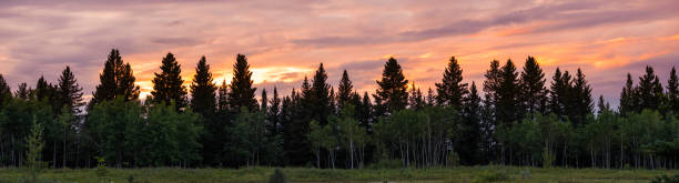 Pine Forest Trees at Sunset Panorama Landscape