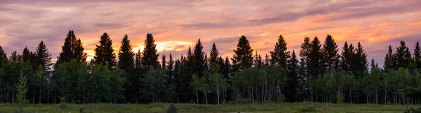 pine forest trees at sunset panorama landscape - pine sunset night sunlight imagens e fotografias de stock