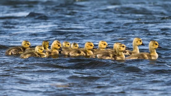 Group of cute yellow Canada Geese goslings swimming in water. Baby Canada Geese floating in a line wildlife background.