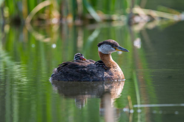Red-necked Grebe and Babies Swimming in a Lake